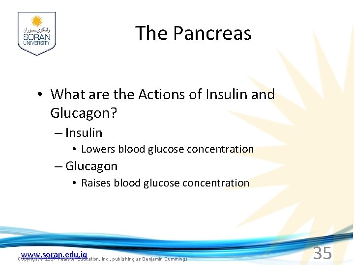 The Pancreas • What are the Actions of Insulin and Glucagon? – Insulin •