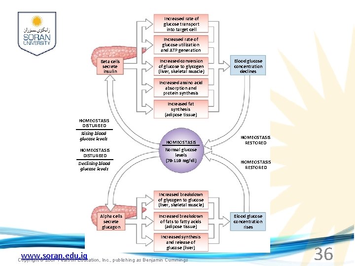 Increased rate of glucose transport into target cell Increased rate of glucose utilization and