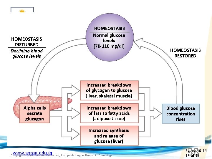 HOMEOSTASIS DISTURBED Declining blood glucose levels HOMEOSTASIS Normal glucose levels (70 -110 mg/dl) HOMEOSTASIS