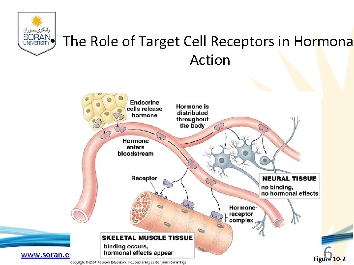  • The Role of Target Cell Receptors in Hormonal Action www. soran. edu.