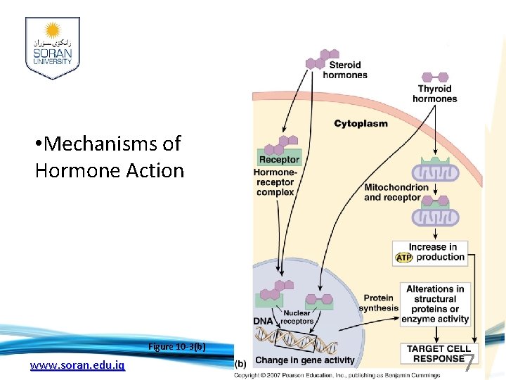  • Mechanisms of Hormone Action Figure 10 -3(b) www. soran. edu. iq 7