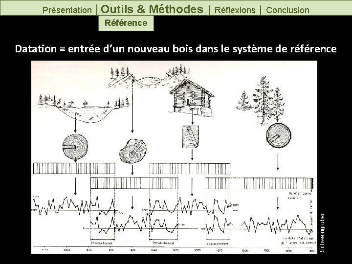 Présentation │Outils & Méthodes │ Réflexions │ Conclusion Référence Schweingruber Datation = entrée d’un