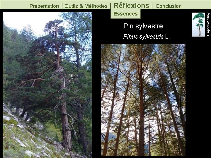Pin sylvestre Pinus sylvestris L. H. Appell-Mertiny, Présentation │Outils & Méthodes │ Réflexions │
