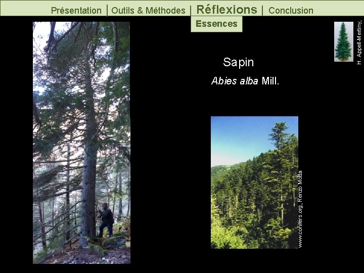 Sapin www. conifers. org, Renzo Motta Abies alba Mill. H. Appell-Mertiny, Présentation │Outils &