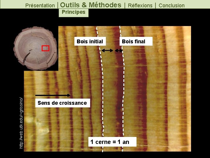 Présentation │Outils & Méthodes │ Réflexions │ Conclusion Principes http: //web. utk. edu/~grissino/ Bois