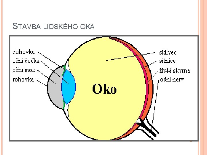 STAVBA LIDSKÉHO OKA 1 – cévnatka 2 – sítnice 3 – žlutá skvrna 4