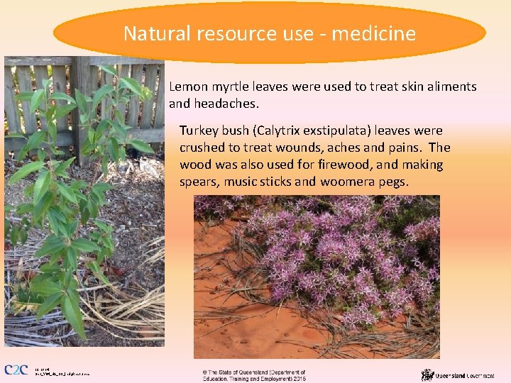 Natural resource use - medicine Lemon myrtle leaves were used to treat skin aliments