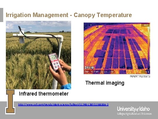 Irrigation Management - Canopy Temperature Thermal imaging Infrared thermometer http: //www. cell. com/trends/plant-science/fulltext/S 1360