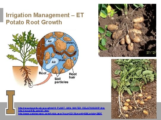 Irrigation Management – ET Potato Root Growth http: //preuniversity. grkraj. org/html/4_PLANT_AND_WATER_RELATIONSHIP. htm http: //nuearthllc.