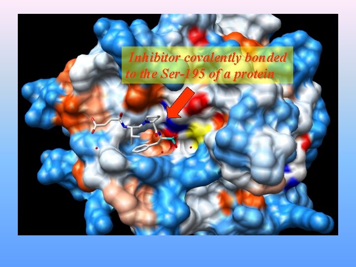 Inhibitor covalently bonded to the Ser-195 of a protein 