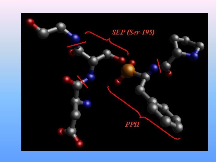 SEP (Ser-195) PPH 