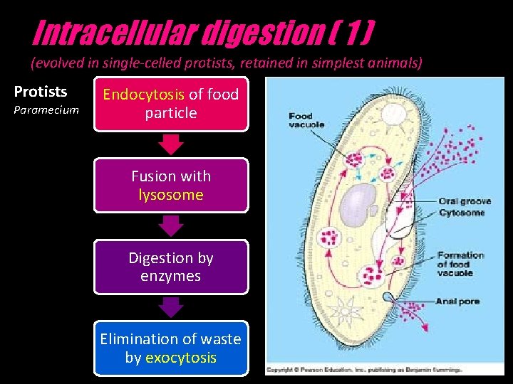 Intracellular digestion ( 1 ) (evolved in single-celled protists, retained in simplest animals) Protists