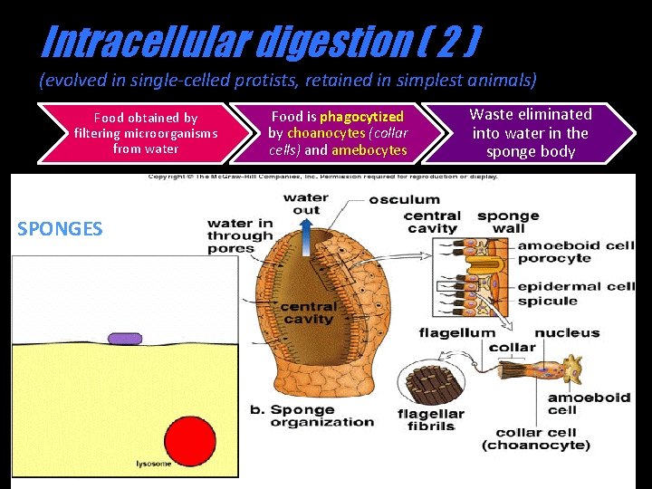 Intracellular digestion ( 2 ) (evolved in single-celled protists, retained in simplest animals) Food