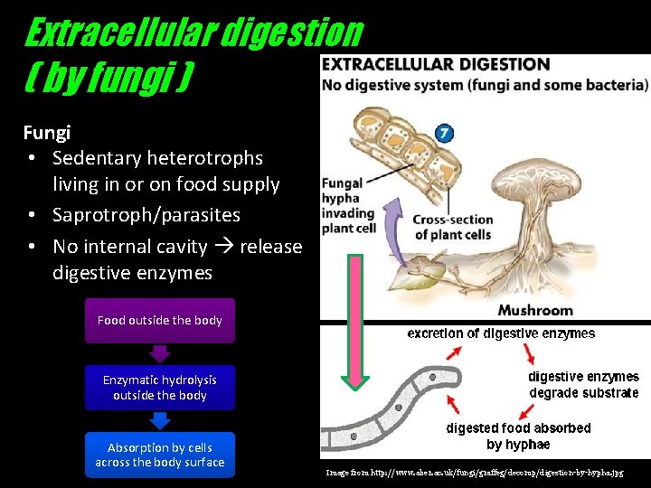 Extracellular digestion ( by fungi ) Fungi • Sedentary heterotrophs living in or on