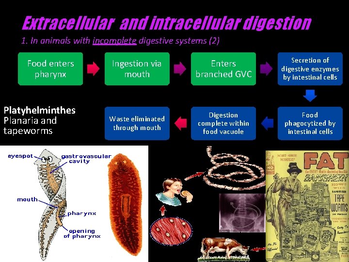 Extracellular and intracellular digestion 1. In animals with incomplete digestive systems (2) Food enters