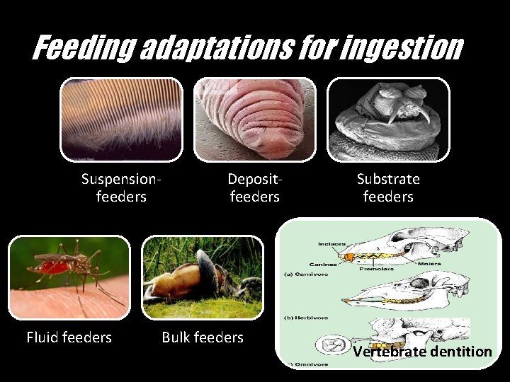 Feeding adaptations for ingestion Suspensionfeeders Fluid feeders Depositfeeders Bulk feeders Substrate feeders Vertebrate dentition