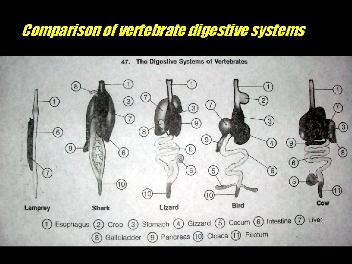 Comparison of vertebrate digestive systems 