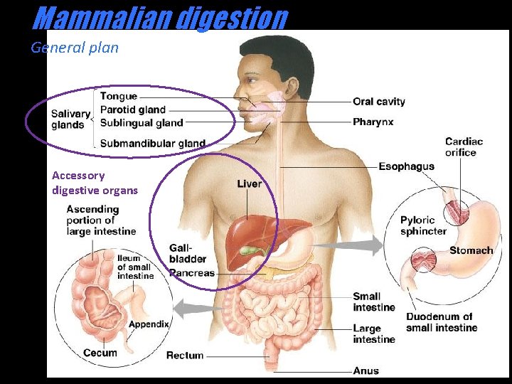 Mammalian digestion General plan Accessory digestive organs Organs of the GI tract 