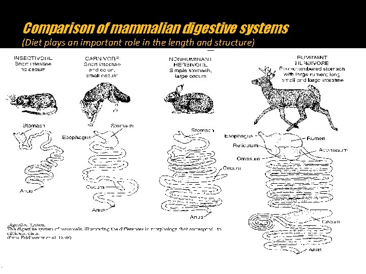 Comparison of mammalian digestive systems (Diet plays an important role in the length and