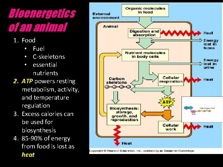 Bioenergetics of an animal 1. Food • Fuel • C-skeletons • essential nutrients 2.