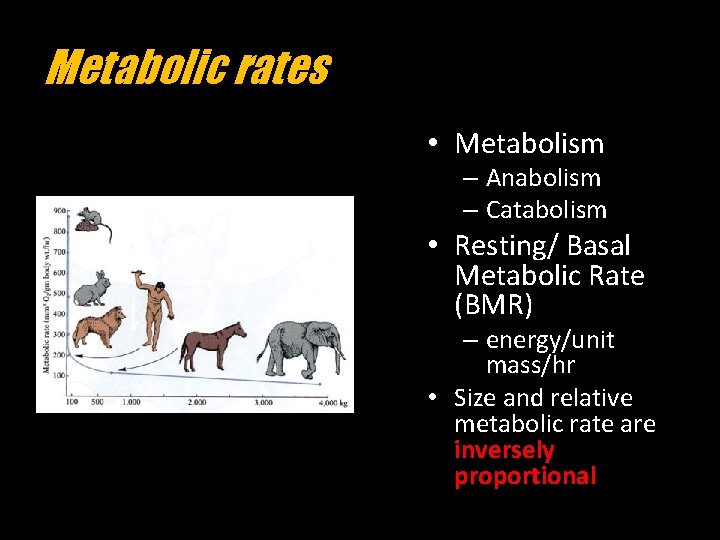 Metabolic rates • Metabolism – Anabolism – Catabolism • Resting/ Basal Metabolic Rate (BMR)