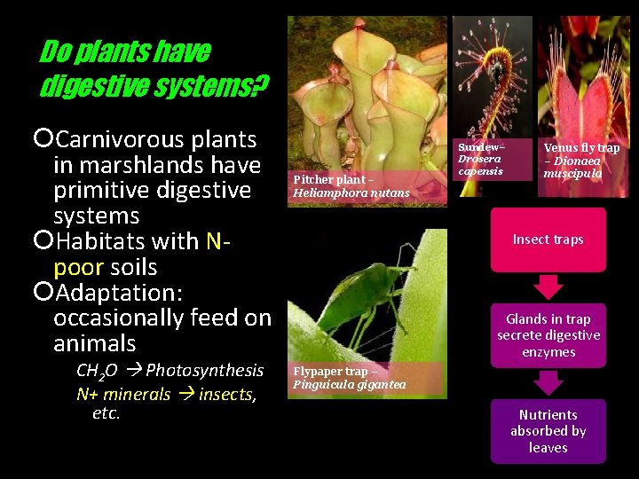 Do plants have digestive systems? Carnivorous plants in marshlands have primitive digestive systems Habitats