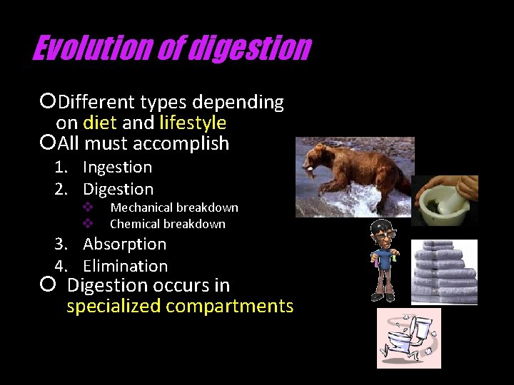 Evolution of digestion Different types depending on diet and lifestyle All must accomplish 1.