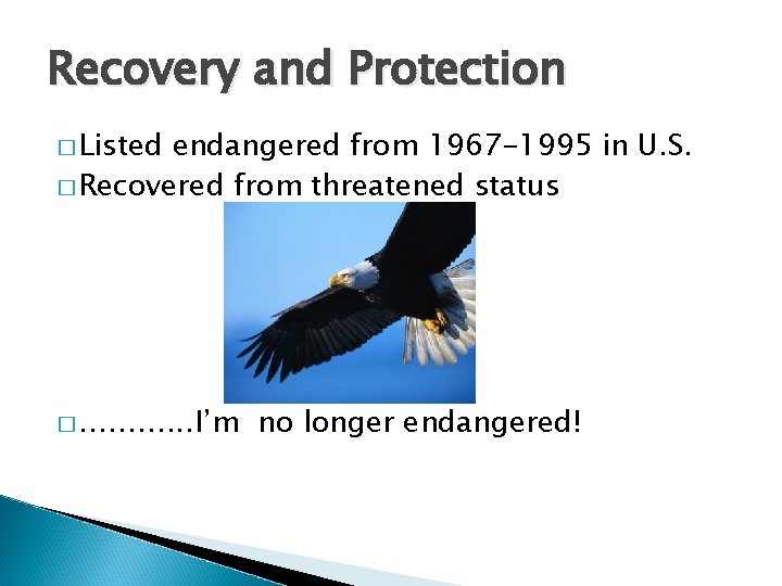 Recovery and Protection � Listed endangered from 1967 -1995 in U. S. � Recovered