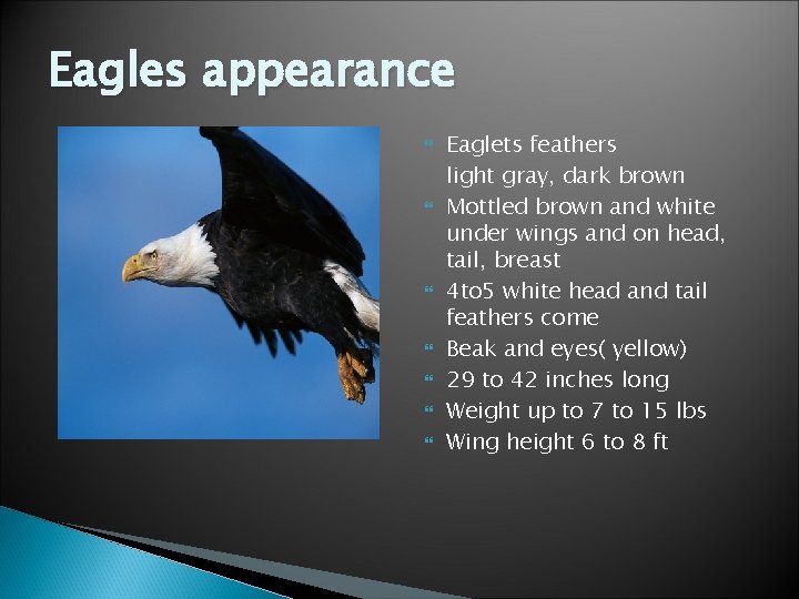 Eagles appearance Eaglets feathers light gray, dark brown Mottled brown and white under wings