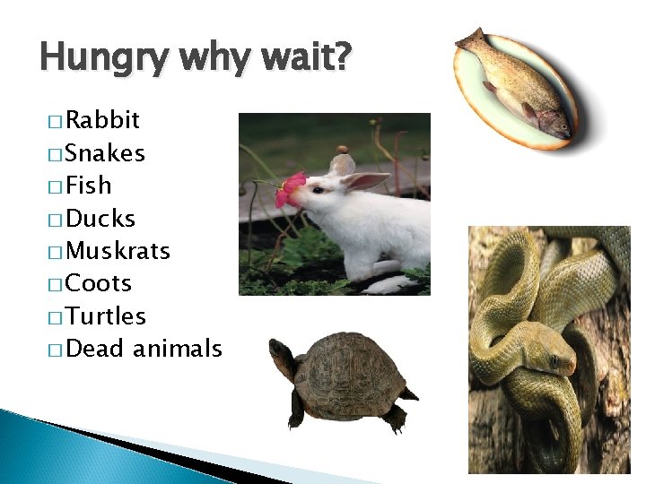 Hungry why wait? � Rabbit � Snakes � Fish � Ducks � Muskrats �