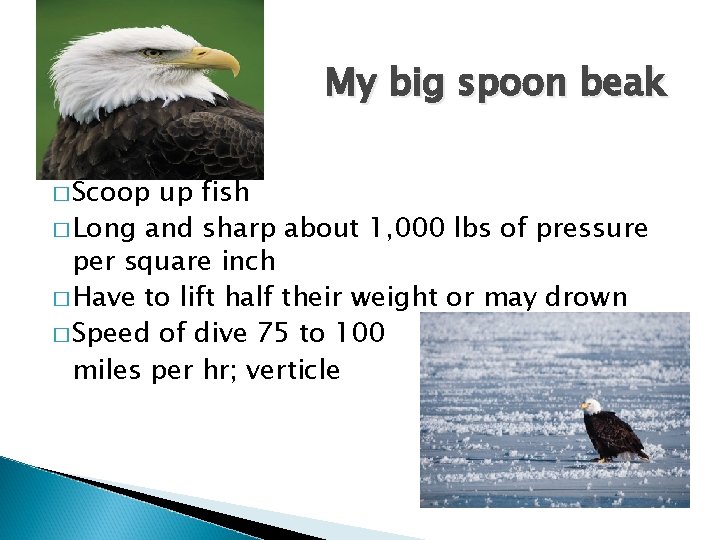 My big spoon beak � Scoop up fish � Long and sharp about 1,