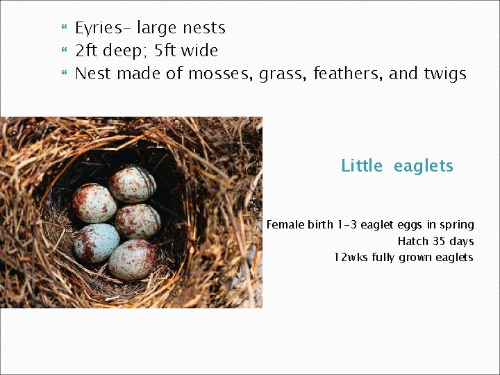  Eyries- large nests 2 ft deep; 5 ft wide Nest made of mosses,