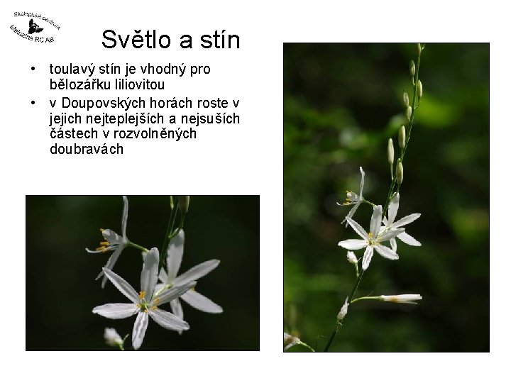 Světlo a stín • toulavý stín je vhodný pro bělozářku liliovitou • v Doupovských