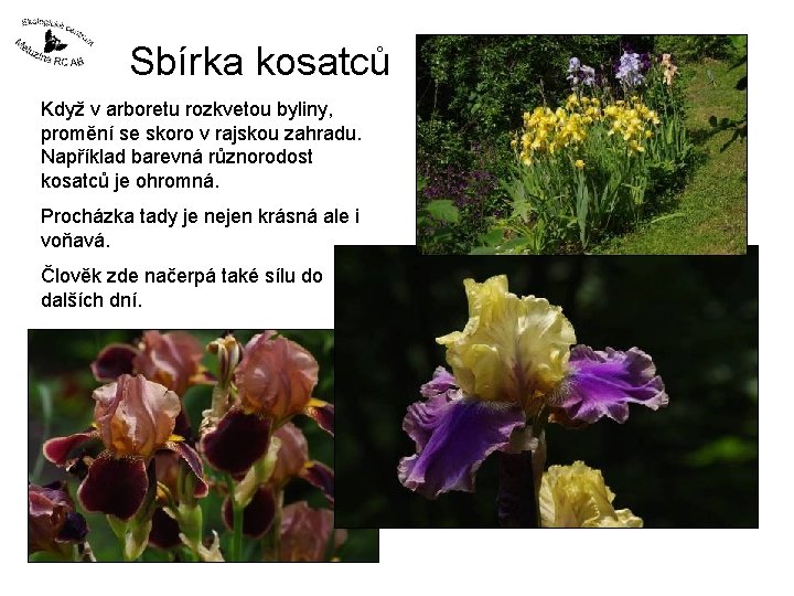 Sbírka kosatců Když v arboretu rozkvetou byliny, promění se skoro v rajskou zahradu. Například