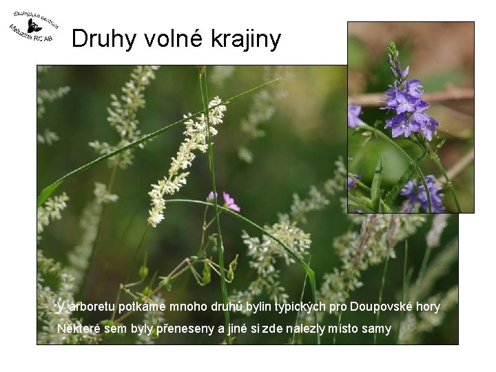 Druhy volné krajiny V arboretu potkáme mnoho druhů bylin typických pro Doupovské hory Některé