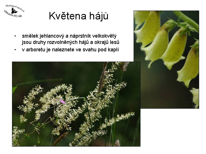 Květena hájů • • smělek jehlancový a náprstník velkokvětý jsou druhy rozvolněných hájů a