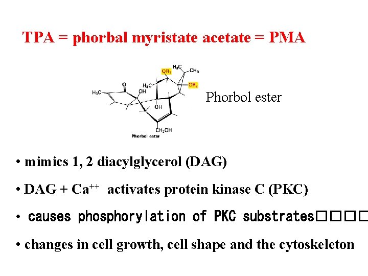 TPA = phorbal myristate acetate = PMA Phorbol ester • mimics 1, 2 diacylglycerol