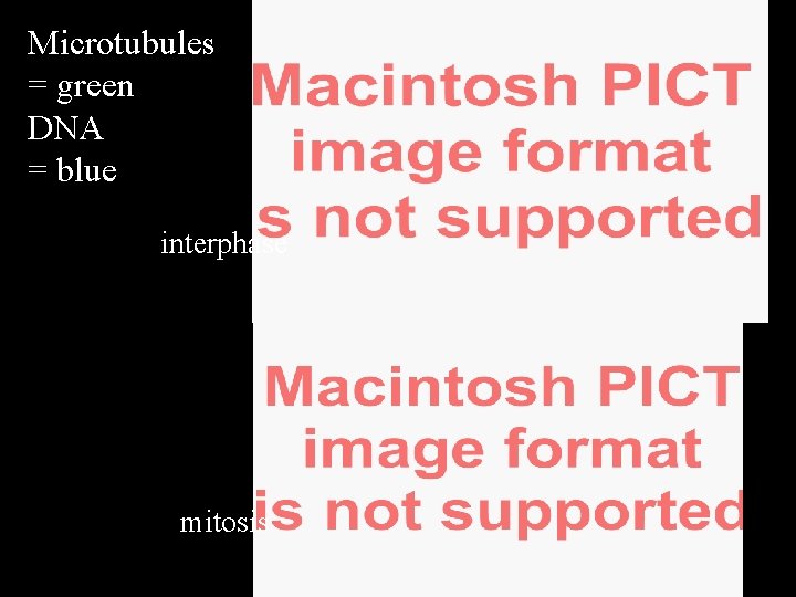 Microtubules = green DNA = blue interphase mitosis 