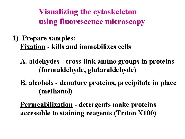 Visualizing the cytoskeleton using fluorescence microscopy 1) Prepare samples: Fixation - kills and immobilizes