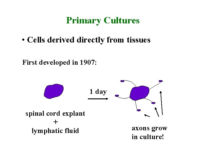 Primary Cultures • Cells derived directly from tissues First developed in 1907: 1 day