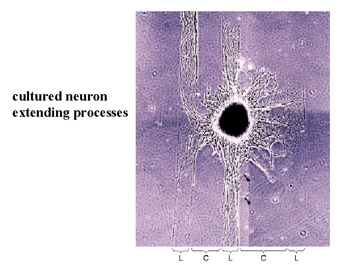 cultured neuron extending processes 