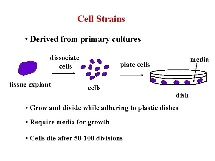 Cell Strains • Derived from primary cultures dissociate cells tissue explant media plate cells