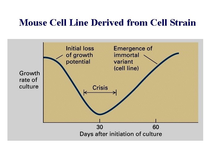 Mouse Cell Line Derived from Cell Strain 