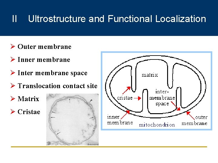 II Ultrostructure and Functional Localization Ø Outer membrane Ø Inner membrane Ø Inter membrane
