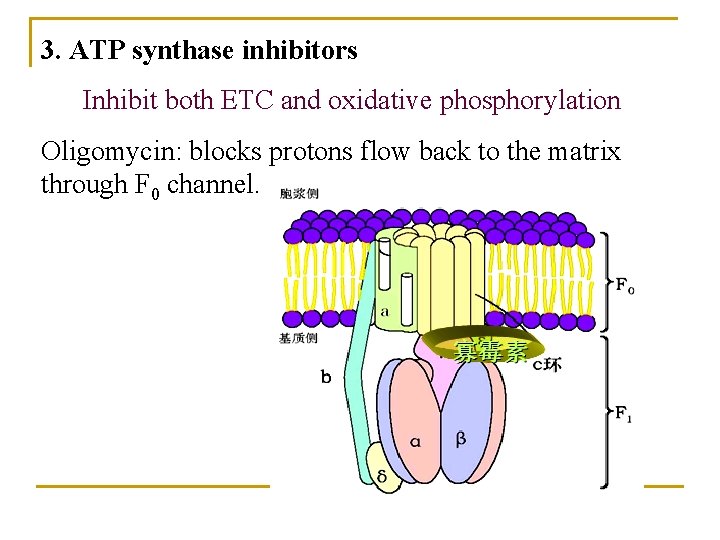3. ATP synthase inhibitors Inhibit both ETC and oxidative phosphorylation Oligomycin: blocks protons flow