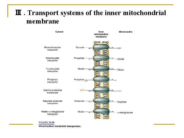 Ⅲ. Transport systems of the inner mitochondrial membrane 