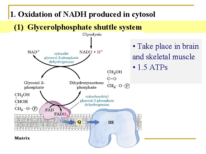 1. Oxidation of NADH produced in cytosol (1) Glycerolphosphate shuttle system • Take place