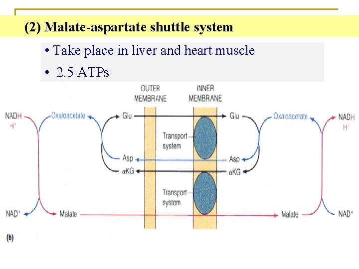  (2) Malate-aspartate shuttle system • Take place in liver and heart muscle •