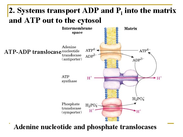 2. Systems transport ADP and Pi into the matrix and ATP out to the