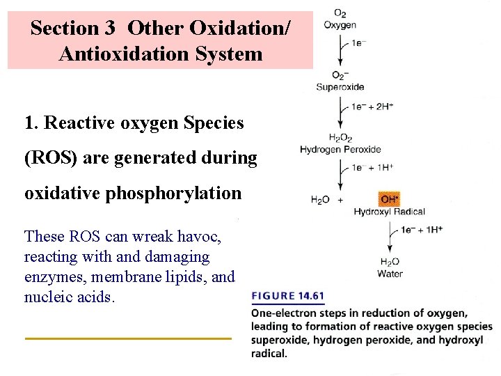 Section 3 Other Oxidation/ Antioxidation System 1. Reactive oxygen Species (ROS) are generated during